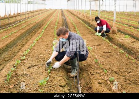 Hire workers in protective medical masks control the growth of seedlings Stock Photo
