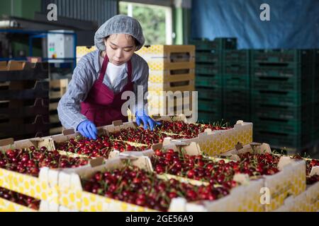 Woman in cherry warehouse Stock Photo