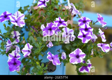 Hybrid petunia flowers growing in Russian Far East Stock Photo