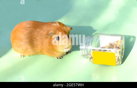 Self guinea pig eating treats from a bottle Stock Photo