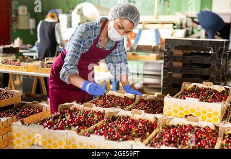 Female worker in mask controlling quality of cherry at warehouse Stock Photo