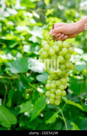 Green grapes on a background of greenery. Hand holds grapes in the air on the street. A voluminous winery. A bunch of green bush grapes. Stock Photo