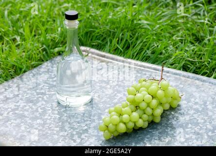 White wine bottle, glass, young vine and bunch of grapes against green background on a tray. Summer grape drink Stock Photo