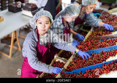 Female employees working on the producing sorting line at fruit warehouse, preparing cherry for packaging Stock Photo
