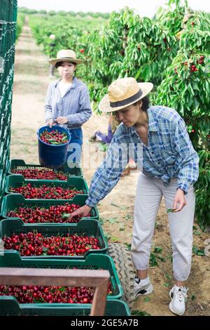 Two female farmers stack cherries in boxes Stock Photo