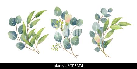 Eucalyptus leaves bouquet in a watercolor style. Floral and leaves bouquets arrangements. Stock Vector