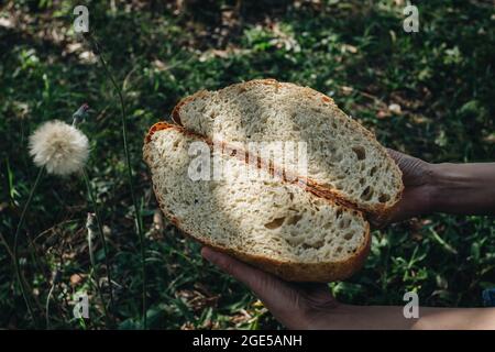 Homemade crusty open crumb artisan sourdough bread in the backyard, natural background Stock Photo
