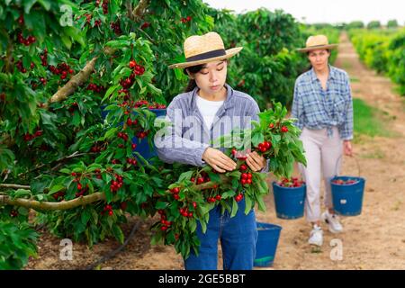 Two women are picking cherries Stock Photo