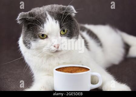 A cute fold-eared cat lies near a cup of coffee. Stock Photo