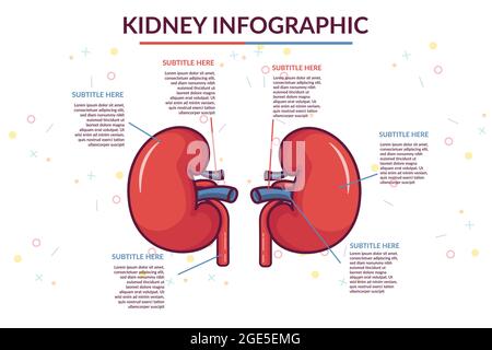 kidney infographic vector template illustration Stock Vector