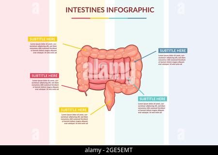 intestines infographic vector template concept Stock Vector