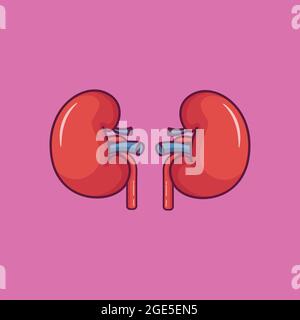 kidney organ vector. kidney isolated illustration Stock Vector