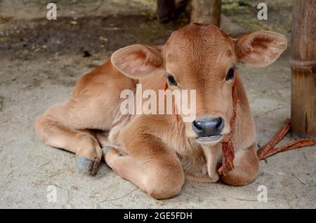 closeup the red color small cow calf animal with tied sitting land over out of focus brown background. Stock Photo