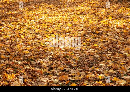 A lot of yellow and orange dry leaves lying on the ground Stock Photo