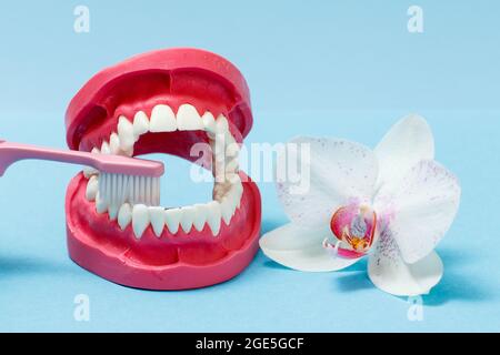 Layout of the human jaw and a toothbrush on the blue background Stock ...