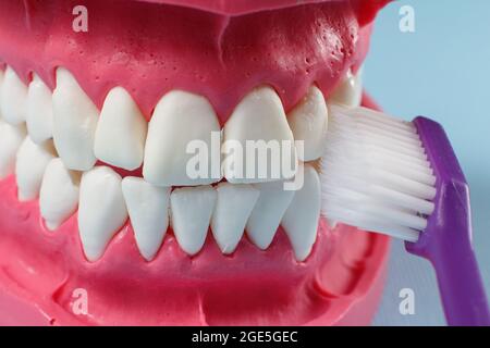 Layout of the human jaw and a toothbrush on the blue background Stock ...
