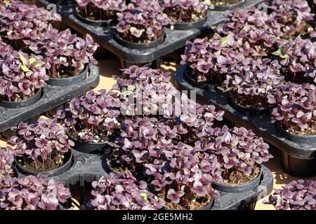 Red basil sprout in nursery farm Stock Photo