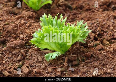 Frillice iceberg lettuce growing on mixed support bed (coconut coir and soil) in the greenhouse Stock Photo