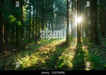 Spruce forest flooded with light, sun shining through fog, Harz mountains, near Wernigerode, Saxony-Anhalt, Germany Stock Photo