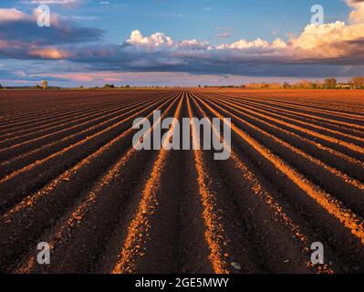 Furrows in a potato field in spring, evening light, Burgenlandkreis, Saxony-Anhalt, Germany Stock Photo