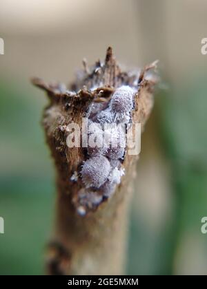 Mealy bugs unarmored scale insects, family Pseudococcidae. Macro shot, Karnataka, India Stock Photo