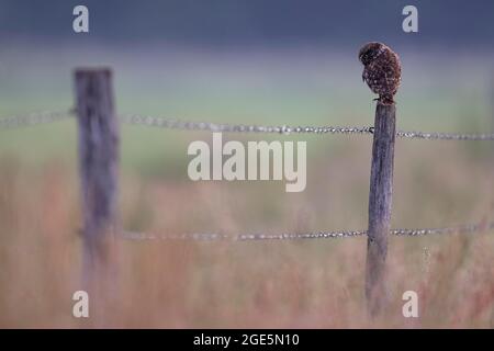 Little owl (Athene noctua), sitting on a pasture pole and looking out for prey, Muensterland, North Rhine-Westphalia, Germany Stock Photo