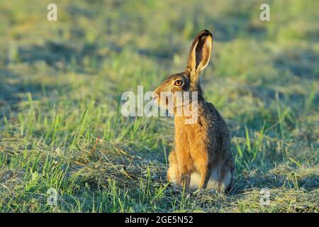 European hare (Lepus europaeus) sitting in a meadow, Rothaargebirge, North Rhine-Westphalia, Germany Stock Photo