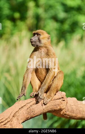 Guinea baboon (Papio papio), sitting on a fallen tree, captive, Bavaria, Germany, Europe Stock Photo