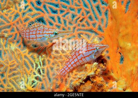 Pair of Long-billed Longnose hawkfish (Oxycirrhites typus) sitting in Hickson's Giant Fan Coral (Subergorgia hicksoni-mollis), Pacific Ocean, Bali Stock Photo