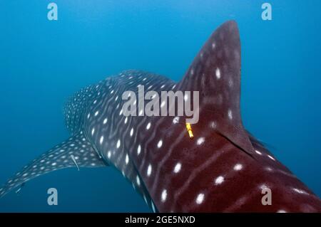 Whale shark (Rhincodon typus) tagged by marine biologist with transmitter on back, Philippine Sea, Donsol, Luzon Island, Philippines Stock Photo