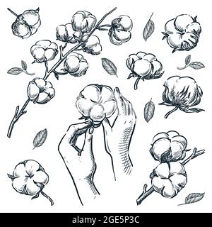 Natural stem with cotton raw flowers. Human hands holding soft cotton ball. Organic design elements set isolated on white background. Vector hand draw Stock Vector