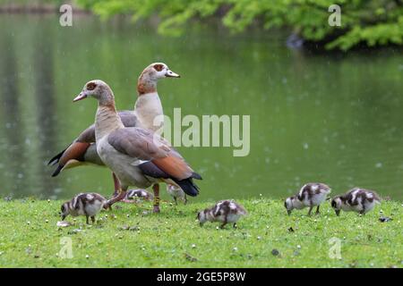 Egyptian goose (Alopochen aegyptiaca) Family in the rain, Germany Stock Photo