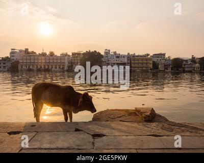 Evening atmosphere, sacred cow at Gangaur Ghat on Lake Pichola, Udaipur, Rajasthan, India Stock Photo
