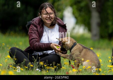 A teenage girl plays with a German Shepherd puppy. Green grass with yellow flowers Stock Photo