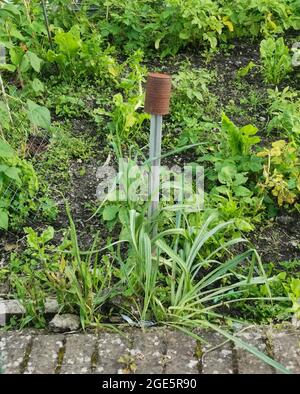 Old rusty tin can on end of pole in garden to scare birds Stock Photo