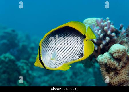 Butterflyfish chaetodon swimming near red pocillopora and yellow ...
