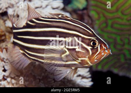 Six-lined soapfish (Grammistes sexlineatus), Red Sea, Aqaba, Kingdom of Jordan Stock Photo