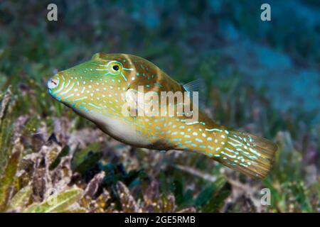 Crowned Puffer (Canthigaster coronata) swimming over seagrass meadow, Red Sea, Aqaba, Kingdom of Jordan Stock Photo