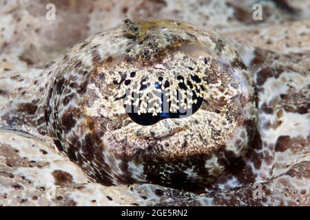 Eye, Tentacled flathead (Papilloculiceps longiceps), fish eye, Red Sea, Aqaba, Jordan Stock Photo