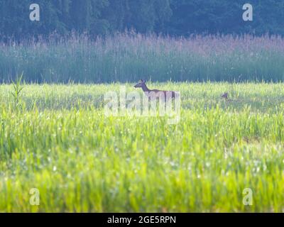 Red deer (Cervus elaphus) cow with stag calf, Upper Lusatia, Saxony Stock Photo