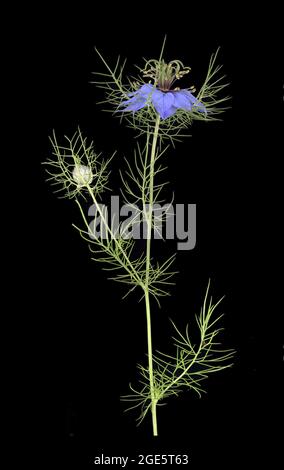 Love in a mist (Nigella damascena), bud, flower, leaf, Mediterranean, Germany Stock Photo