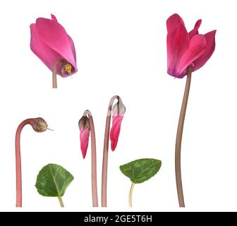 Indoor Alpine violet (Cyclamen persicum Hybride), flower, bud, leaf eastern Mediterranean, Germany Stock Photo