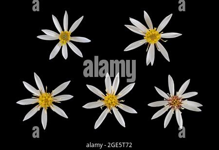 White wood aster (Eurybia divaricata), flower, different flower stages, photo panel, North America, Germany Stock Photo