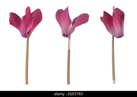 Room alpine violet (Cyclamen persicum hybrid) eastern Mediterranean, Germany Stock Photo