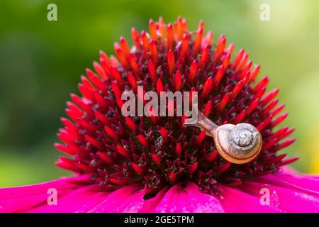Juvenile gastropod snail on (echinacea) flower, Hesse, Germany Stock Photo
