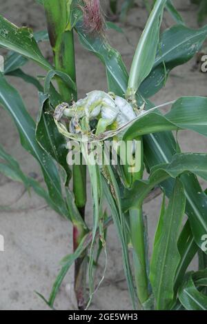 Corn smut is plant disease caused by Ustilago maydis on maize Stock Photo
