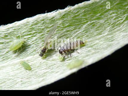 Larva of the fourteen-spotted Cream-spot ladybird (Calvia quatuordecimguttata) hunts, eats aphid, beneficial insect, Germany Stock Photo