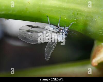Woolly beech aphid (Phyllaphis fagi), recognisable by the white wool on its body, pest, Germany Stock Photo