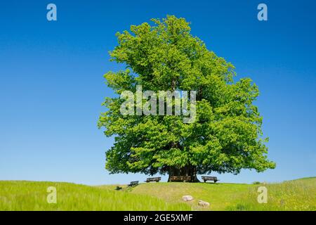Linner Lime tree, large ancient lime tree stands lonely on a hill under a blue sky, benches invite you to rest, Linn in the canton of Aargau Stock Photo
