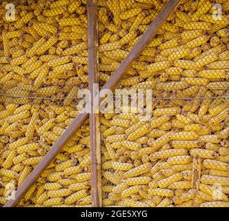 Dry corn cobs harvested for livestock feed Stock Photo